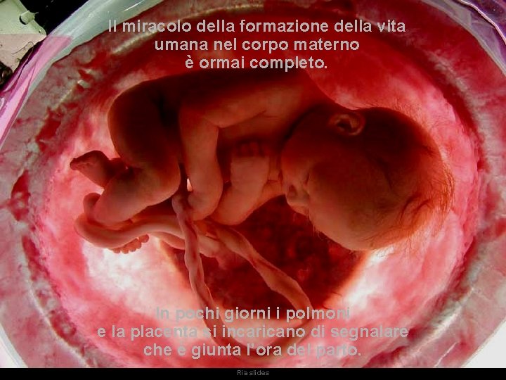 Il miracolo della formazione della vita umana nel corpo materno è ormai completo. In