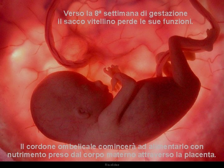 Verso la 8ª settimana di gestazione il sacco vitellino perde le sue funzioni. Il