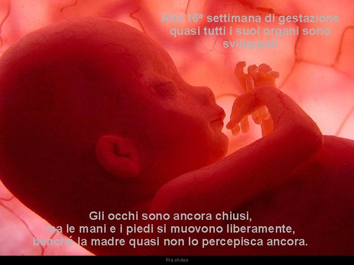 Alla 16ª settimana di gestazione quasi tutti i suoi organi sono sviluppati Gli occhi