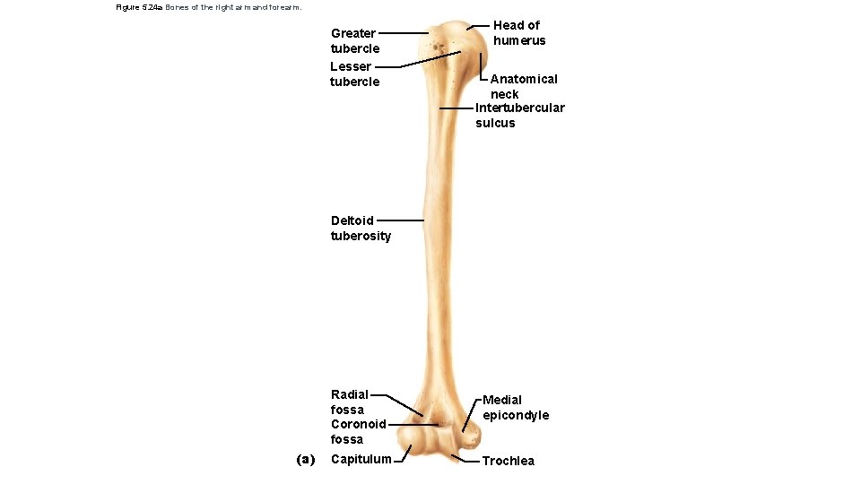 Figure 5. 24 a Bones of the right arm and forearm. Greater tubercle Lesser