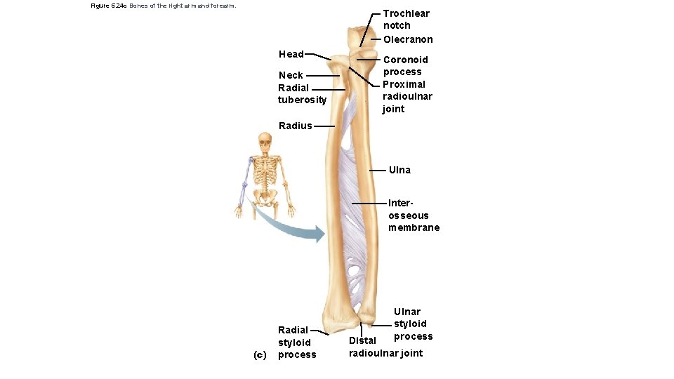 Figure 5. 24 c Bones of the right arm and forearm. Trochlear notch Olecranon