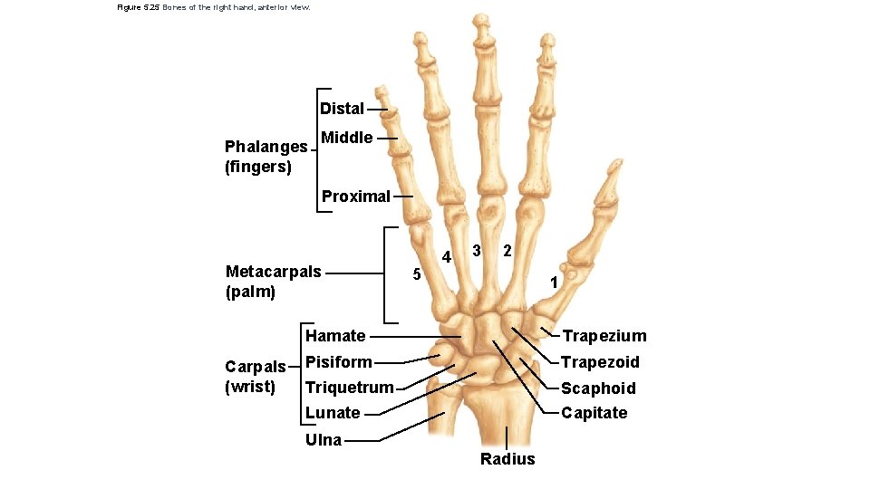 Figure 5. 25 Bones of the right hand, anterior view. Distal Phalanges (fingers) Middle