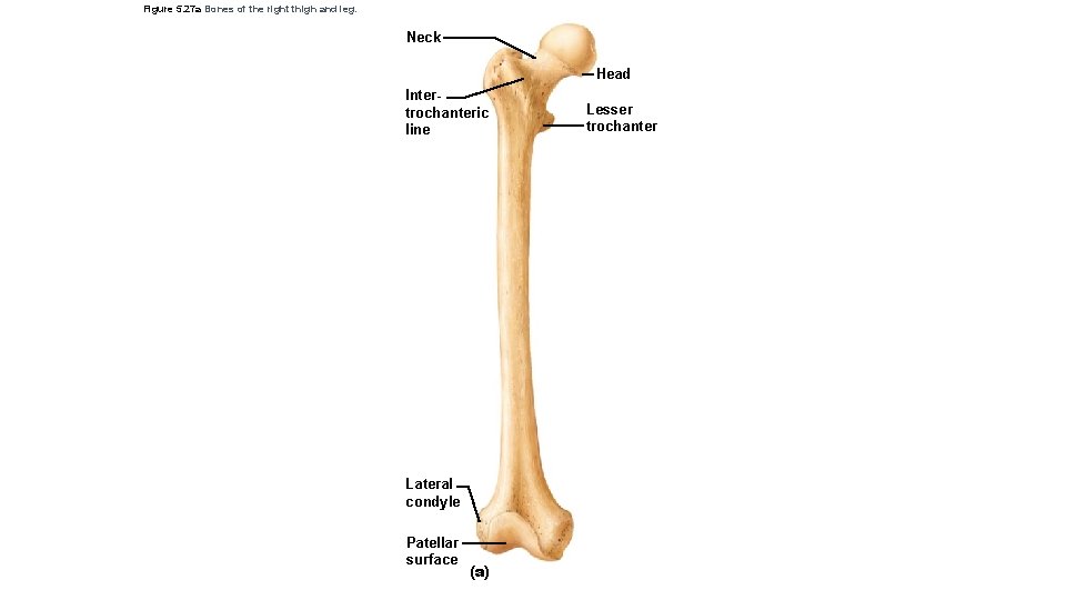 Figure 5. 27 a Bones of the right thigh and leg. Neck Head Intertrochanteric