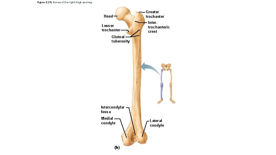 Figure 5. 27 b Bones of the right thigh and leg. Greater trochanter Head