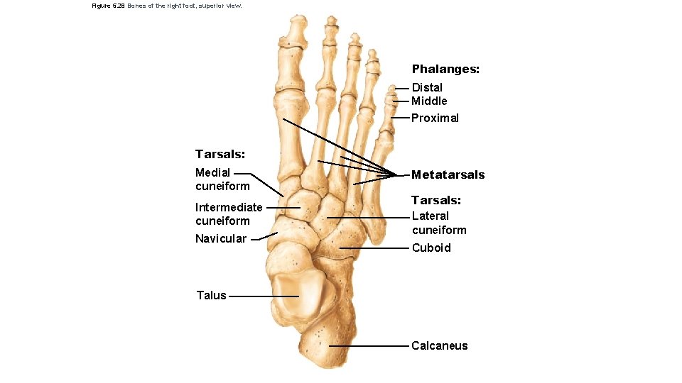 Figure 5. 28 Bones of the right foot, superior view. Phalanges: Distal Middle Proximal