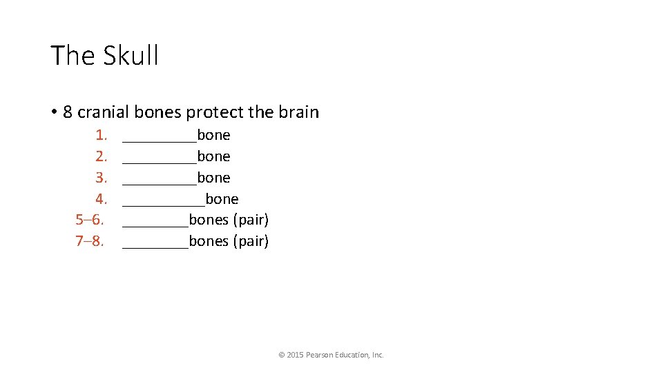 The Skull • 8 cranial bones protect the brain 1. 2. 3. 4. 5–