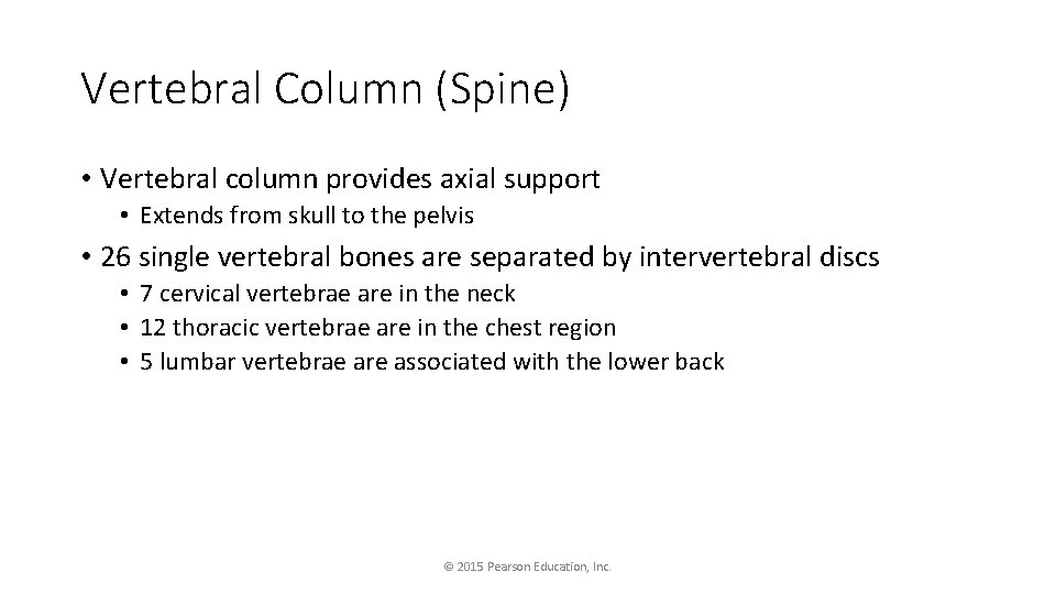 Vertebral Column (Spine) • Vertebral column provides axial support • Extends from skull to