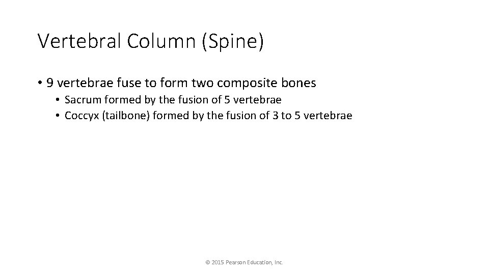 Vertebral Column (Spine) • 9 vertebrae fuse to form two composite bones • Sacrum