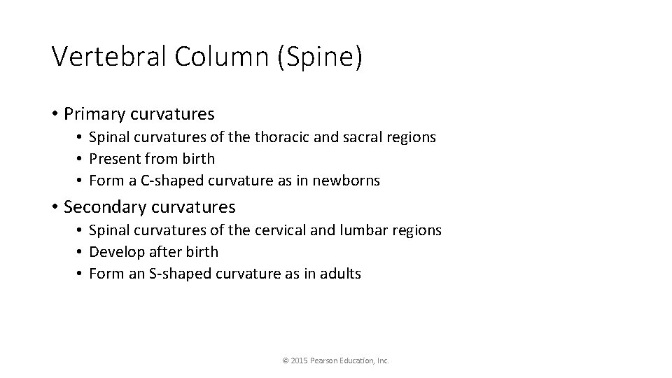 Vertebral Column (Spine) • Primary curvatures • Spinal curvatures of the thoracic and sacral