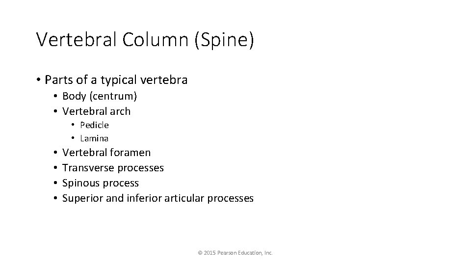Vertebral Column (Spine) • Parts of a typical vertebra • Body (centrum) • Vertebral