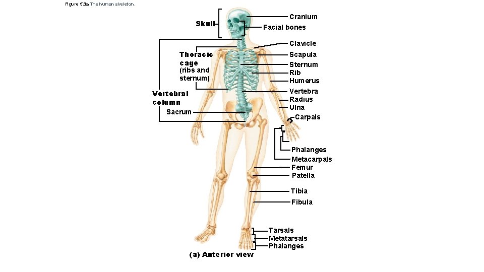 Figure 5. 8 a The human skeleton. Skull Cranium Facial bones Clavicle Thoracic cage