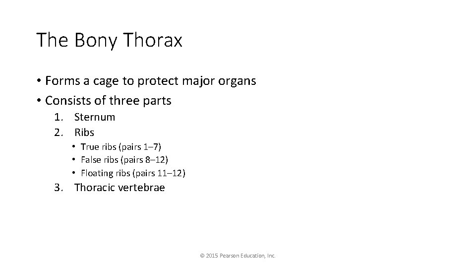 The Bony Thorax • Forms a cage to protect major organs • Consists of