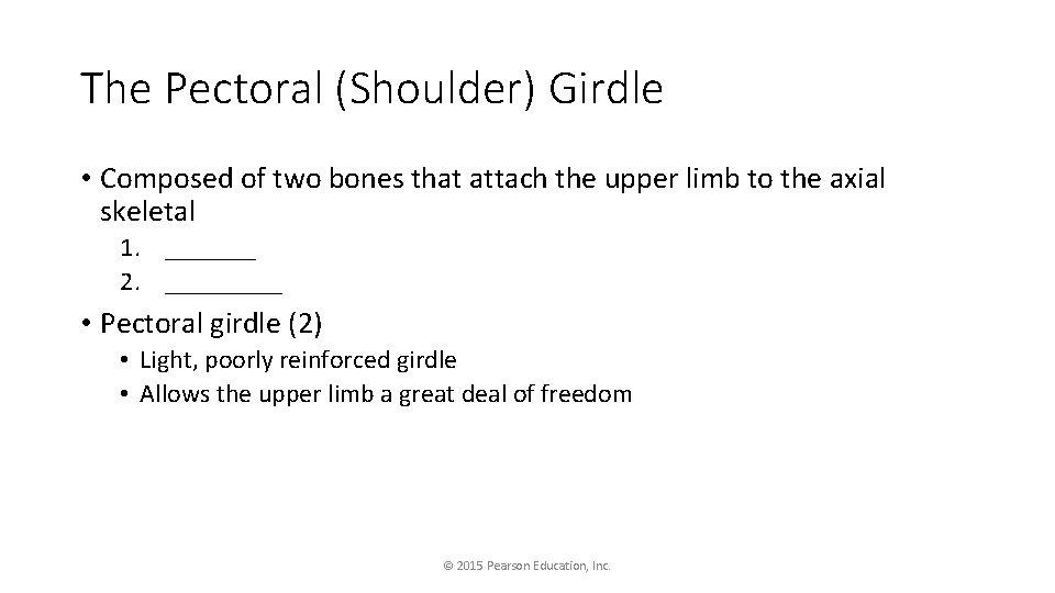The Pectoral (Shoulder) Girdle • Composed of two bones that attach the upper limb