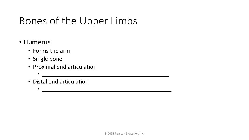 Bones of the Upper Limbs • Humerus • Forms the arm • Single bone