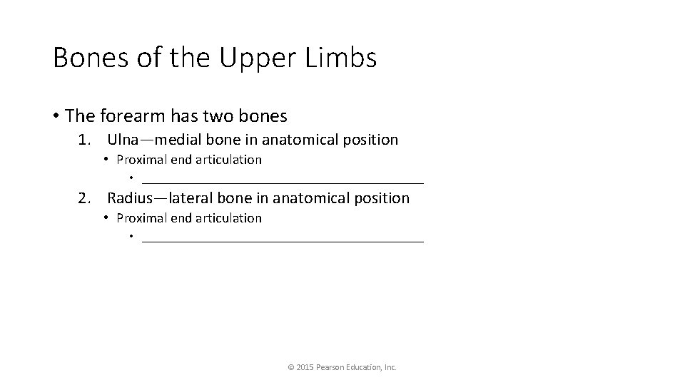 Bones of the Upper Limbs • The forearm has two bones 1. Ulna—medial bone
