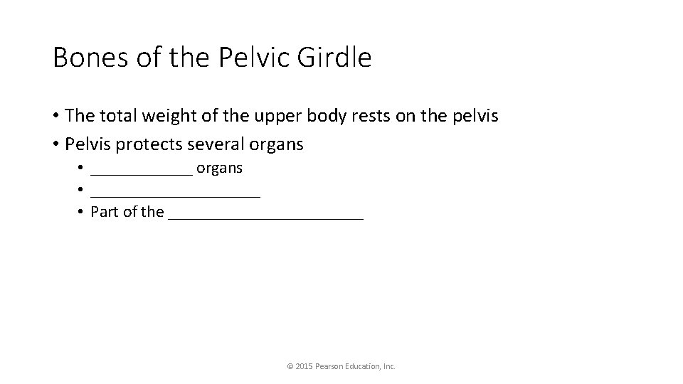 Bones of the Pelvic Girdle • The total weight of the upper body rests
