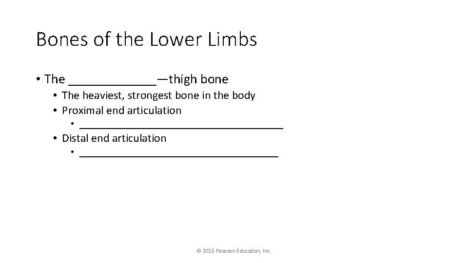Bones of the Lower Limbs • The _______—thigh bone • The heaviest, strongest bone