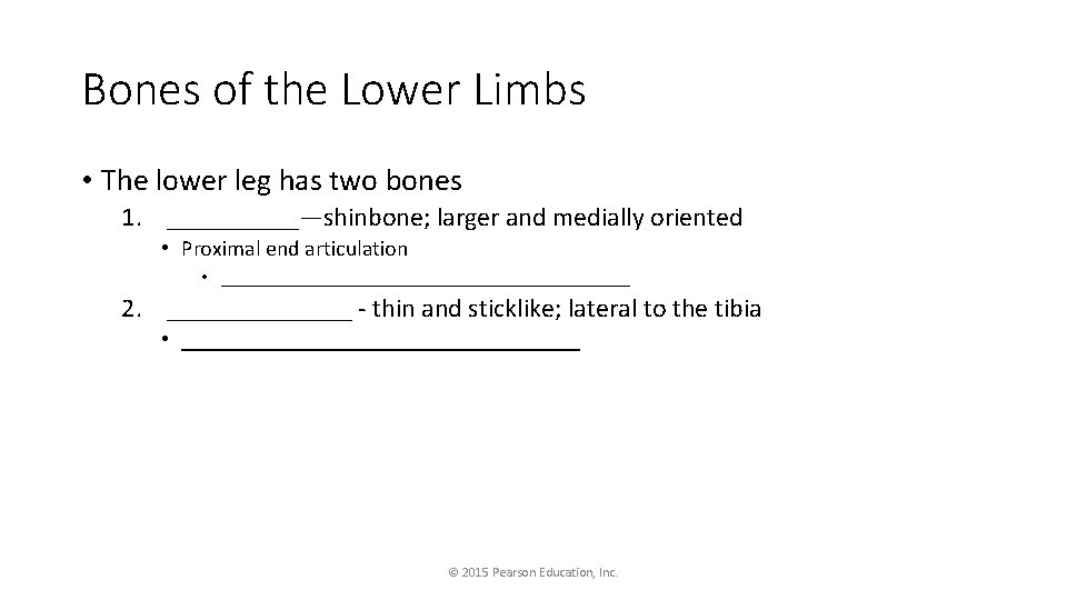 Bones of the Lower Limbs • The lower leg has two bones 1. _____—shinbone;