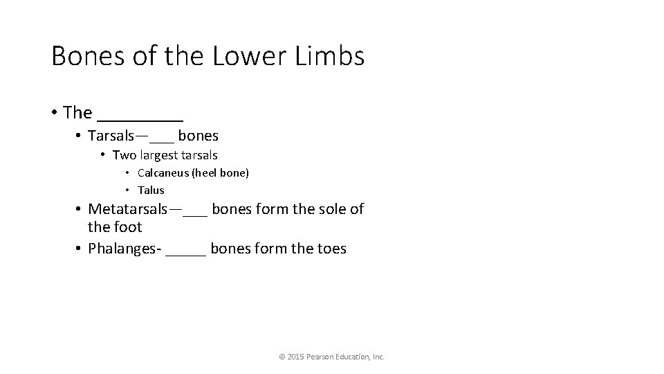 Bones of the Lower Limbs • The _____ • Tarsals—___ bones • Two largest