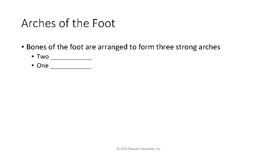 Arches of the Foot • Bones of the foot are arranged to form three