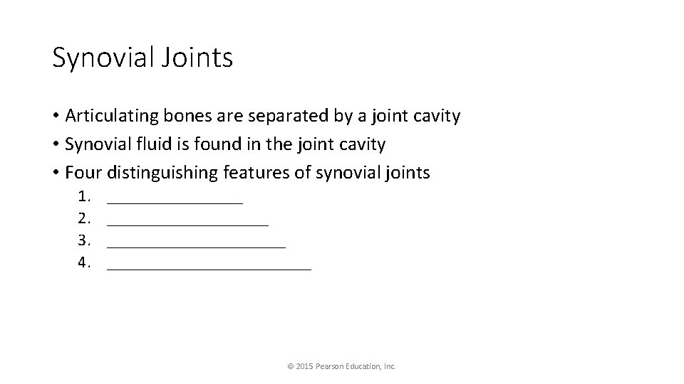Synovial Joints • Articulating bones are separated by a joint cavity • Synovial fluid