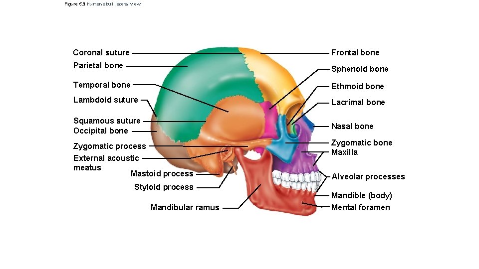 Figure 5. 9 Human skull, lateral view. Coronal suture Frontal bone Parietal bone Sphenoid