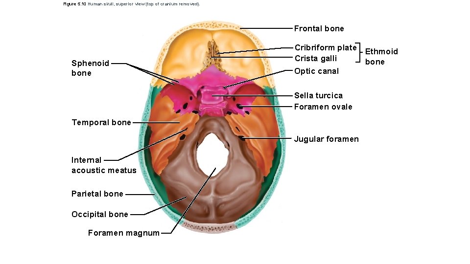 Figure 5. 10 Human skull, superior view (top of cranium removed). Frontal bone Sphenoid