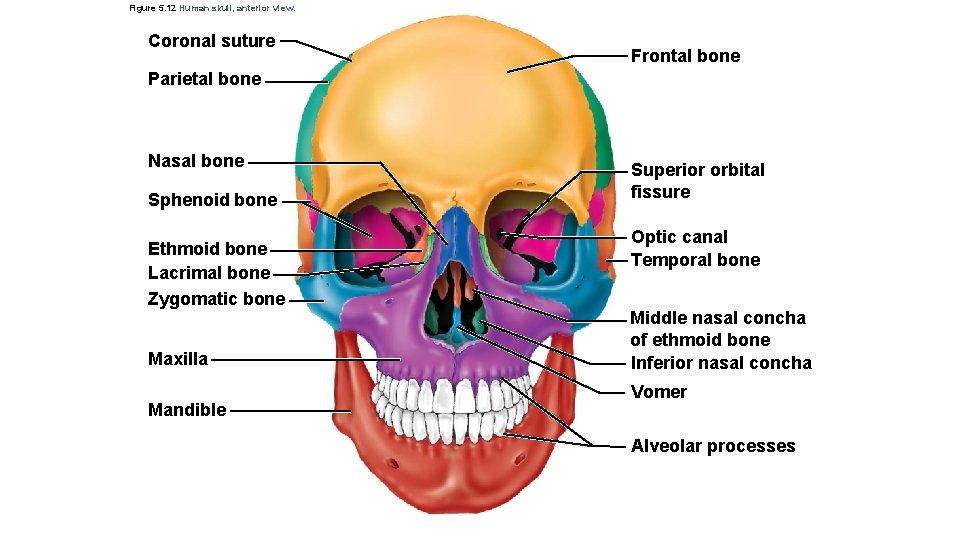 Figure 5. 12 Human skull, anterior view. Coronal suture Frontal bone Parietal bone Nasal