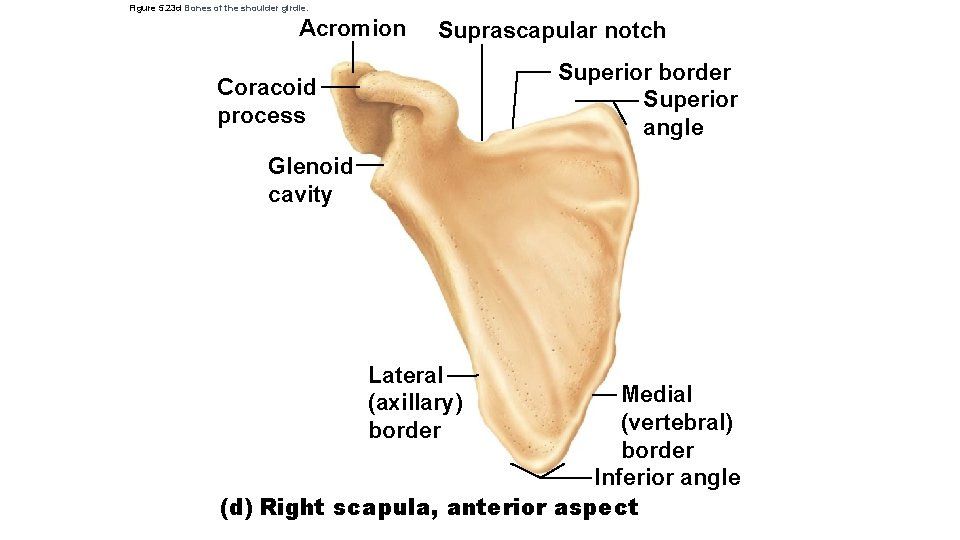 Figure 5. 23 d Bones of the shoulder girdle. Acromion Suprascapular notch Superior border