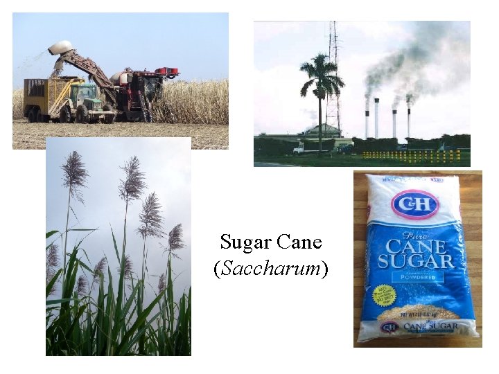 Sugar Cane (Saccharum) 