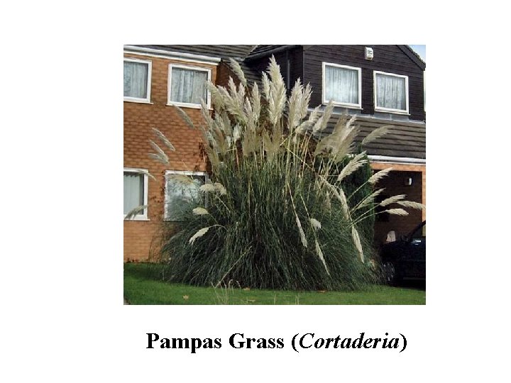 Pampas Grass (Cortaderia) 