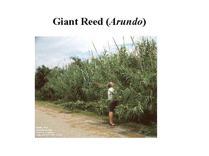 Giant Reed (Arundo) 