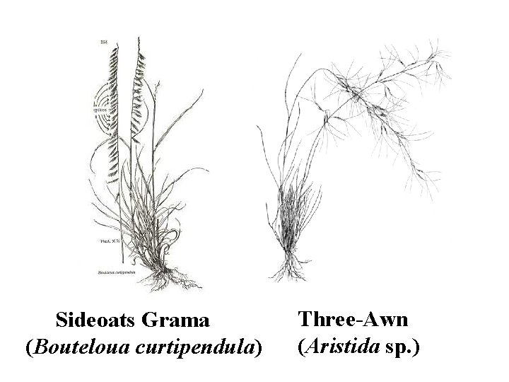 Sideoats Grama (Bouteloua curtipendula) Three-Awn (Aristida sp. ) 