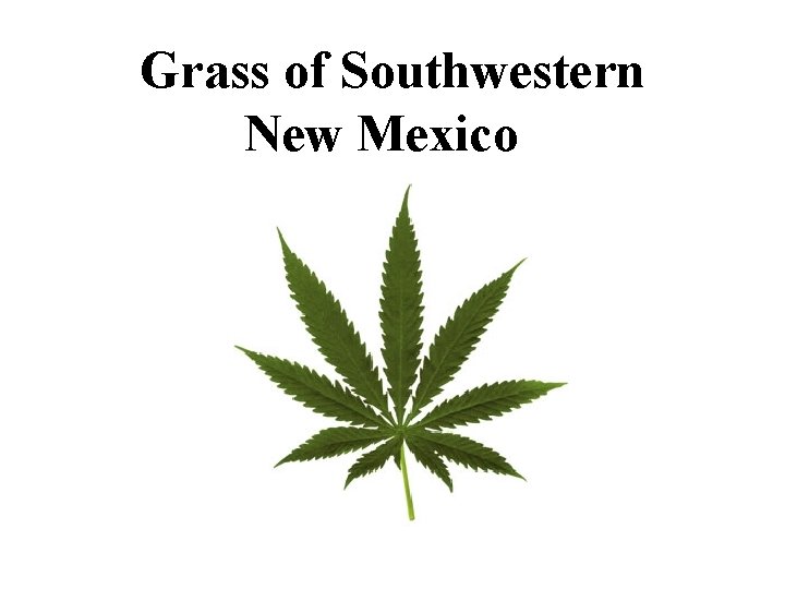 Grass of Southwestern New Mexico 
