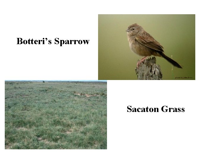 Botteri’s Sparrow Sacaton Grass 