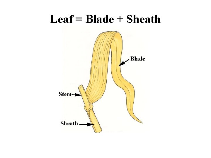 Leaf = Blade + Sheath 