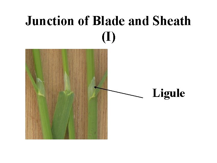 Junction of Blade and Sheath (I) Ligule 
