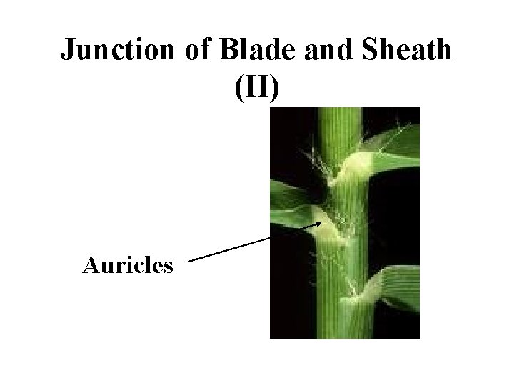 Junction of Blade and Sheath (II) Auricles 