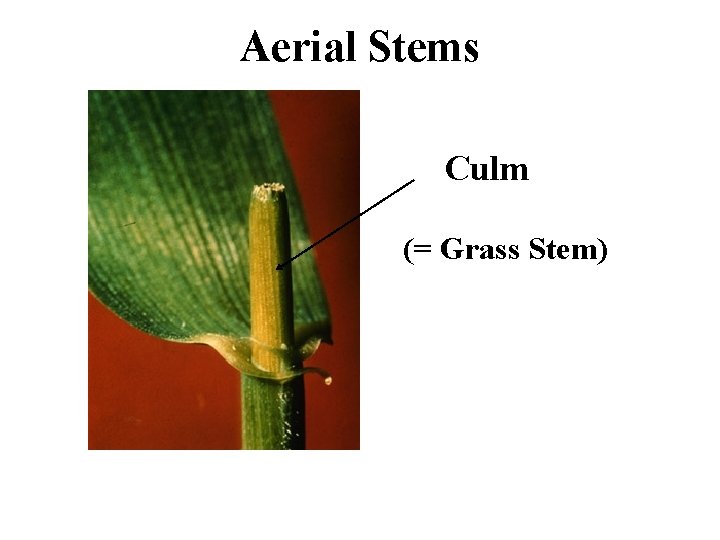 Aerial Stems Culm (= Grass Stem) 
