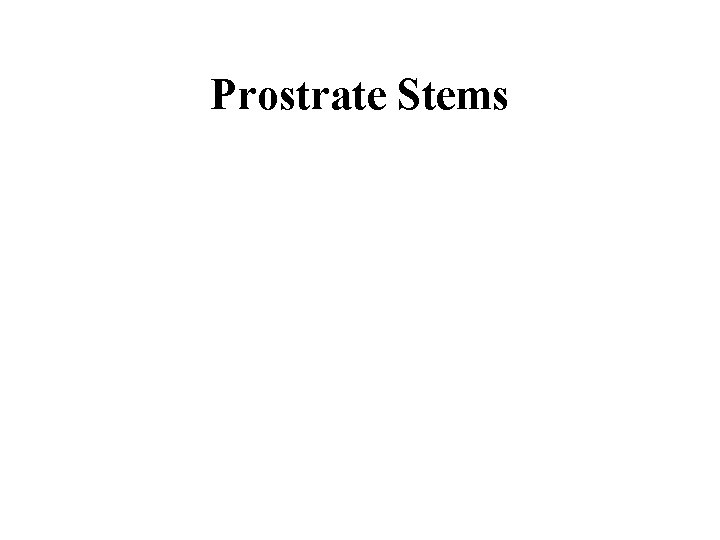 Prostrate Stems 