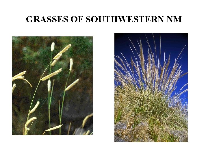 GRASSES OF SOUTHWESTERN NM 