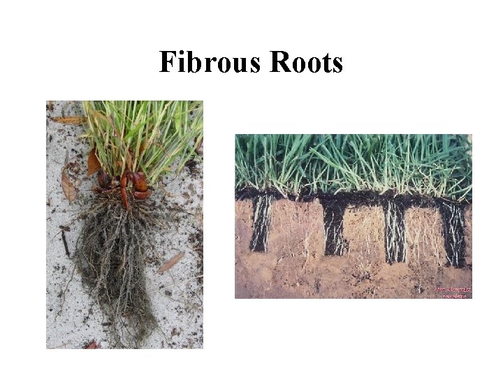 Fibrous Roots 