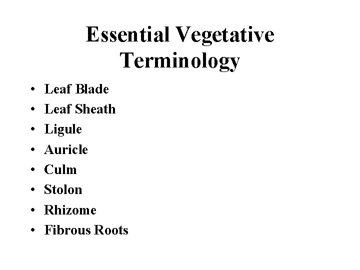 Essential Vegetative Terminology • • Leaf Blade Leaf Sheath Ligule Auricle Culm Stolon Rhizome