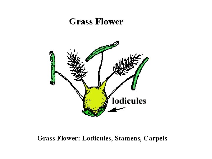 Grass Flower: Lodicules, Stamens, Carpels 
