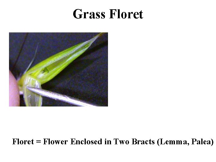 Grass Floret = Flower Enclosed in Two Bracts (Lemma, Palea) 