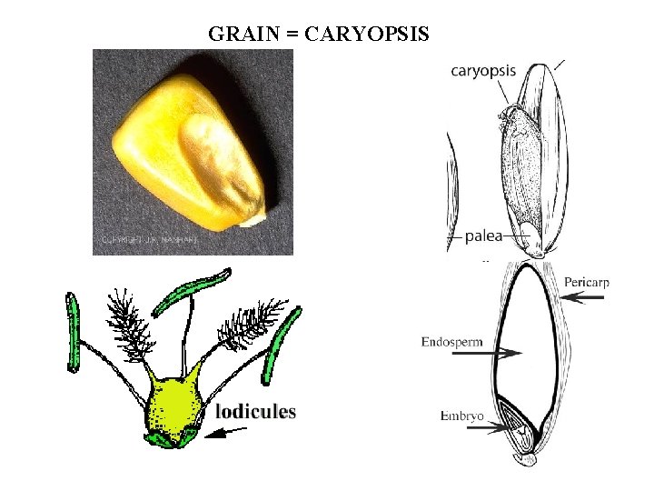 GRAIN = CARYOPSIS 