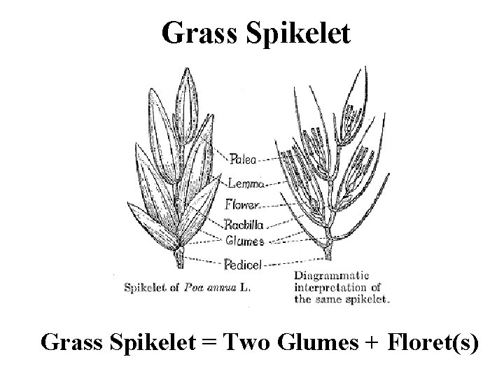 Grass Spikelet = Two Glumes + Floret(s) 