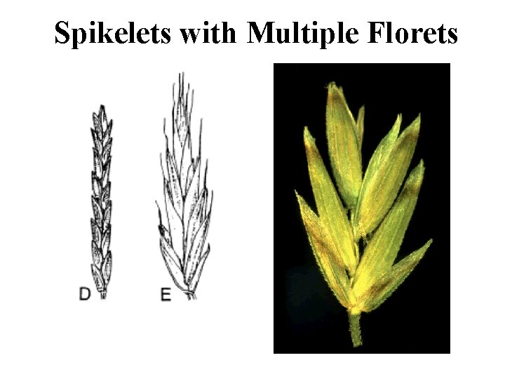 Spikelets with Multiple Florets 