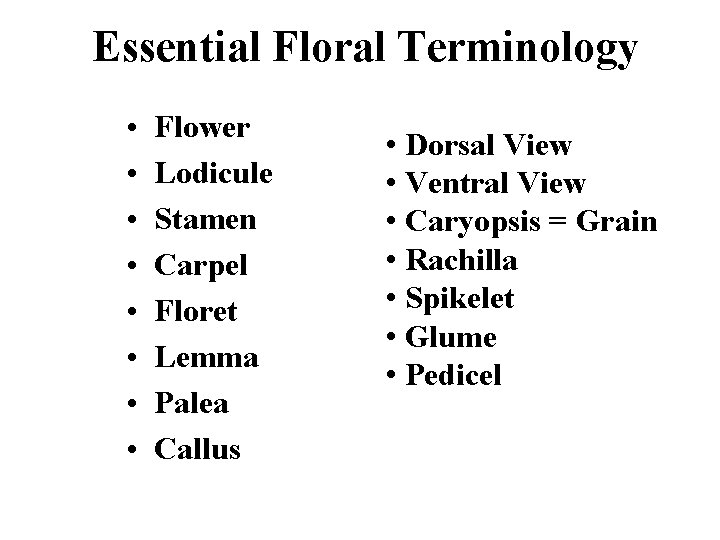 Essential Floral Terminology • • Flower Lodicule Stamen Carpel Floret Lemma Palea Callus •