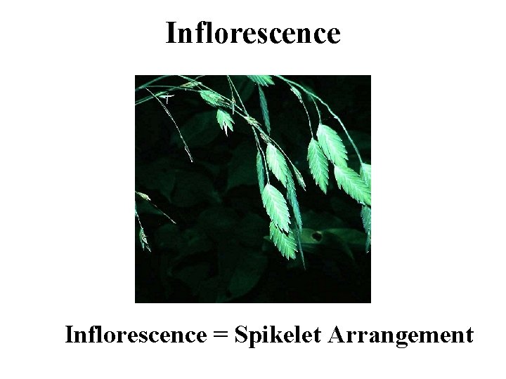 Inflorescence = Spikelet Arrangement 